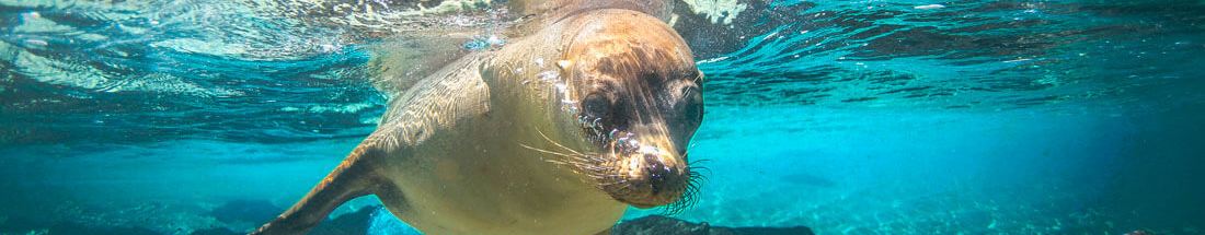 Controtendenza Banner Viaggi 1