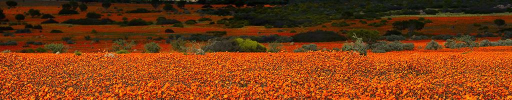 Controtendenza Banner Viaggi 30