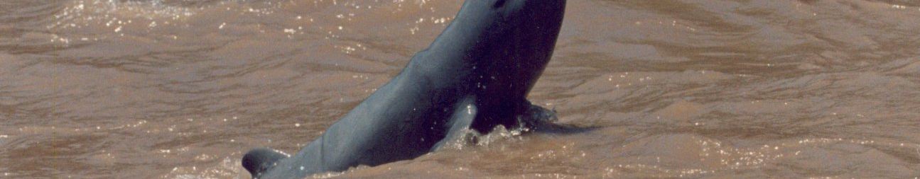 Controtendenza Banner Viaggi 34